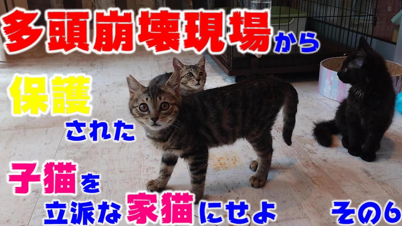 保護猫活動をしていて一番メンタルが最悪だったとき　多頭崩壊現場から保護された子猫を立派な家猫に育て上げてみる　その６