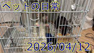 ペットの日常 20260412