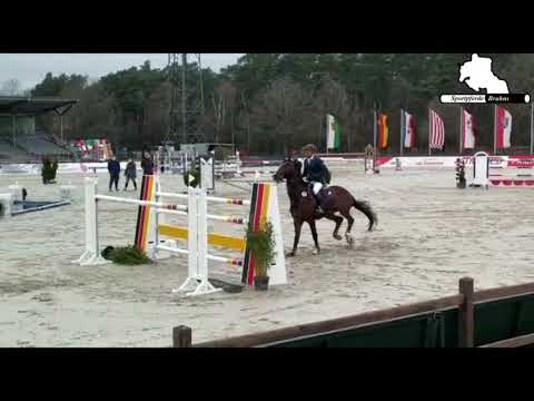 DSP CORBAIN - 13j. Wallach von / 13yo gelding by Con Sherry - Quaterman