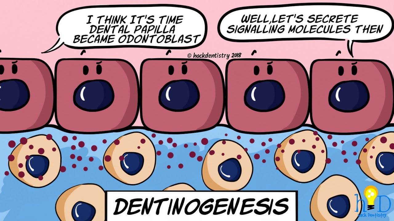 Dentinogenesis - HackDentistry
