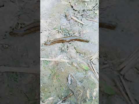 जोक (leech) #leech#jok#trending#shorts