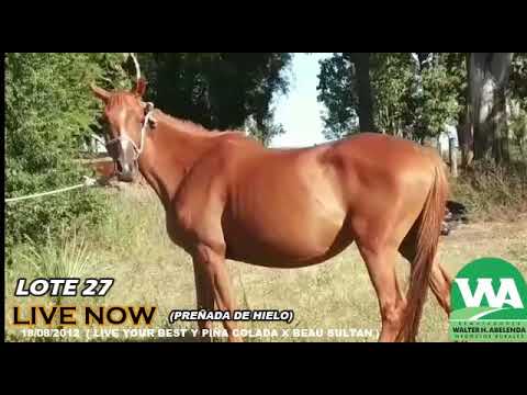 Lote LIVE NOW