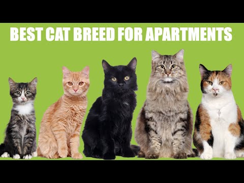 10 Best Cat Breeds For Apartments 🐱🏠