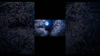 【カセットテープ音源からのYouTube動画アップ♬✨】『春のStream（Emバージョン）』　"Spring Stream"　 #オリジナル曲弾き語り #歌い直し #ギター#概要欄に歌詞付き