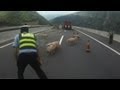 Police chase stampeding piglets on Chinese.