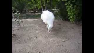 preview picture of video 'Feeding A Peacock Corn [Oaklawn Farm Zoo]'
