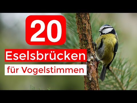 20 Eselsbrücken für Vogelstimmen | Vogelstimmen Merkhilfe