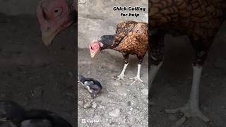 Download lagu Papa Mama I am Here 😮| Aseel chick rescue by Aseel Murga #aseel #aseelmurga #aseelchick #aseelshorts mp3