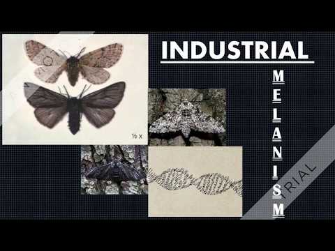 Industrial melanism v4 720p