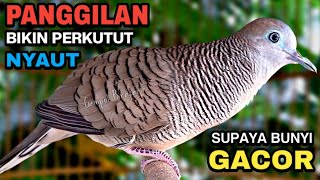 Download lagu Perkutut Lokal Gacor Suara Besar Pancingan Burung Perkutut Agar Cepat Bunyi. mp3