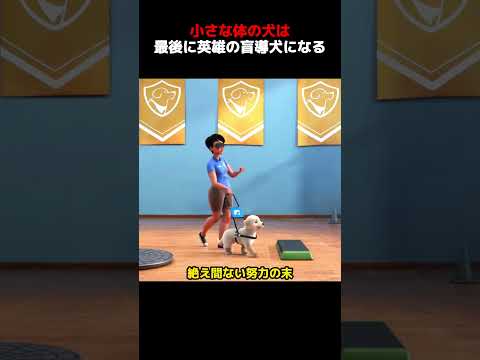 小さな体の犬は、最後に英雄の盲導犬になる！