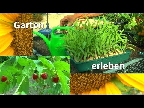 , title : 'Garten erleben anfang August Wachstum Düngen und Symbiose von Tier und Pflanze'