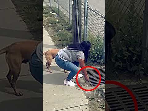 El perro le pidio ayuda para recatar a su cachorro