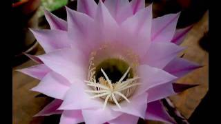 Les fleurs du cactus