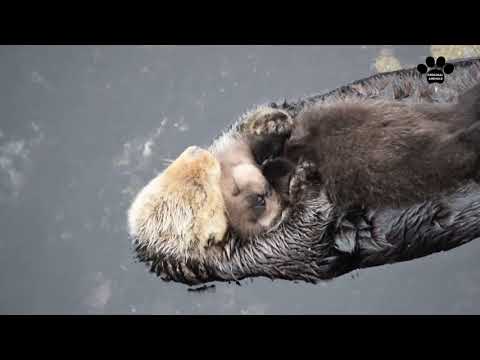 Original Animals #1. CUTE AND FUNNY ANIMALS VIDEO/ МИЛЫЕ И СМЕШНЫЕ ЖИВОТНЫЕ.