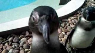 preview picture of video 'African Black-Footed Penguins from South Africa'