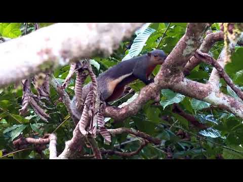 Borneo Death Blow   Full Documentary ===== 33