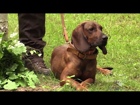 HAZAI VADÁSZ – 115. adás – 2016.06.19 – vasárnap 11 óra – ECHO-TV