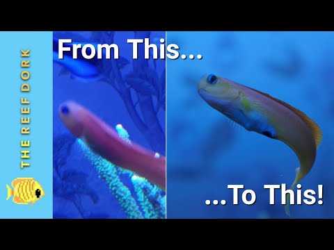 Great Aquarium Photos On Your Phone... In 3 Minutes!