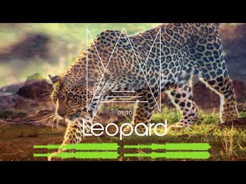 Andrew Madness - Leopard