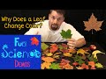 Why Does a Leaf Change Color?