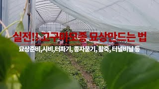 고구마 모종 묘상 만드는 법 /터파기 거름하기  씨고구마묻고 터널씌우기까지