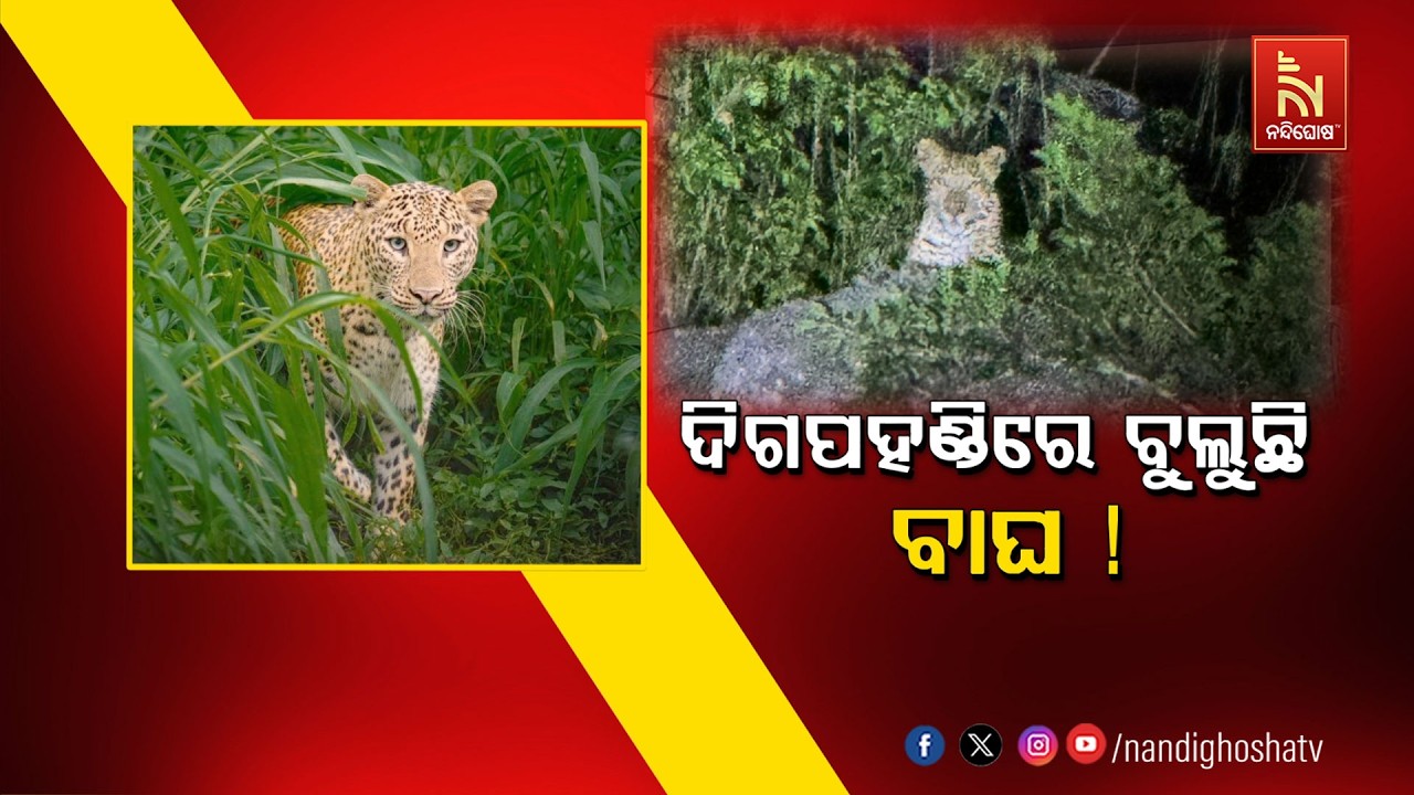 ଦିଗପହଣ୍ଡିରେ ବୁଲୁଛି ବାଘ ! NandighoshaTV