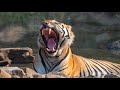 Sighting 7 Tigers Tadoba National Park Safari Vlog