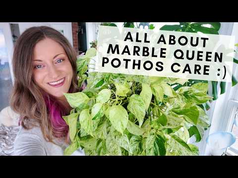 How I care for my gorgeous marble queen pothos plants, including propagation and vining on walls!