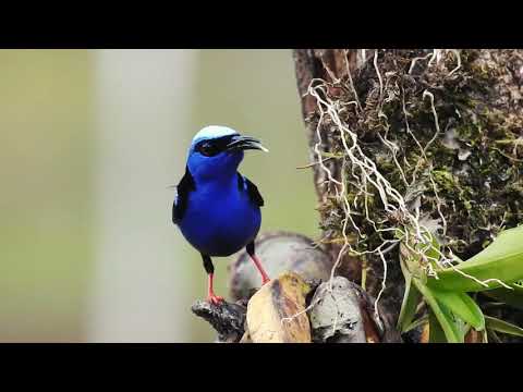 Red-legged Honeycreeper - Costa Rica
