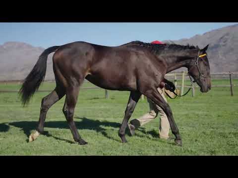 Lot 154 – Polychromatic x Querari