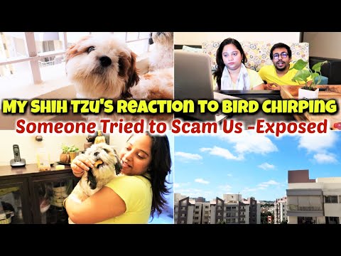My Shih Tzu's Reaction to Bird Chirping | Someone Tried to Scam Us -Exposed | Funny Shih Tzu Moments Video