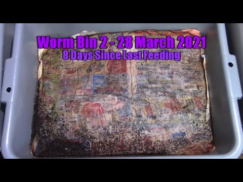 Vermicomposting Day 72 - Worm Bin 2 Feeding