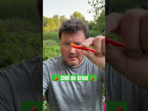 🌶️ Chili Pepper Taste Test:  Chili de Arbol