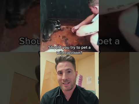 医師の説明: 野生のアライグマを撫でることはできますか??