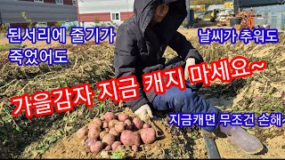 가을 홍감자 지금캐면 100% 손해 가을감자 캐는 시기~ 빨간감자 노란감자 홍심이 감자재배방법