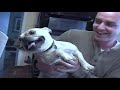 AFV Best Animal Videos Of Season 18 19