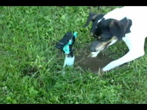 Amelie conoce el aspersor