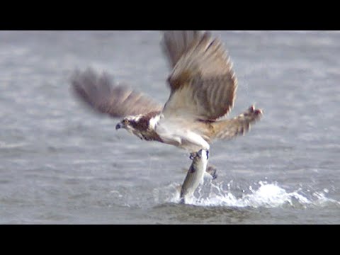 An osprey fishing in slow motion
