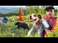 Overnight Camping And Hunting Bear With My Dogs