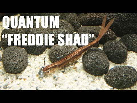 Shad Quantum Freddie 12cm Opening Night