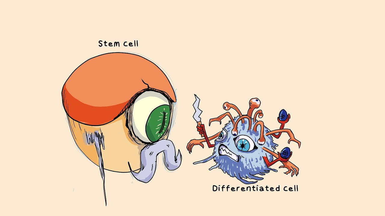 Summary - Natural Killer (NK) Cells