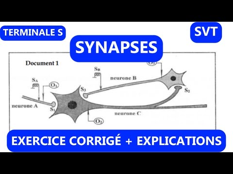 Solved exercise on synapses | Life and Earth Sciences, Final Year of High School (Science Track)
