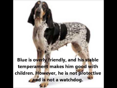Basset Bleu De Gascogne