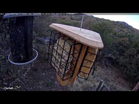 American Bushtits Snack On Suet In West Texas – Jan 21, 2020
