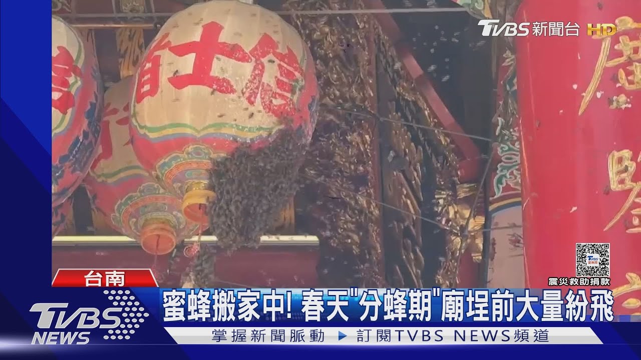 春天到!群蜂包圍台南永華宮 福建驚見「毛毛蟲吐絲結網」