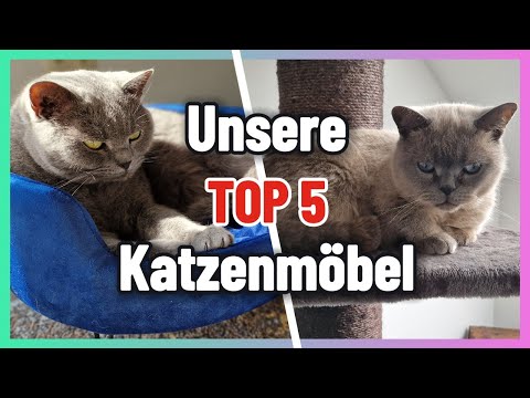 Top 5 Katzenmöbel + Liegeplätze 😻 Selma & Snoop sind begeistert