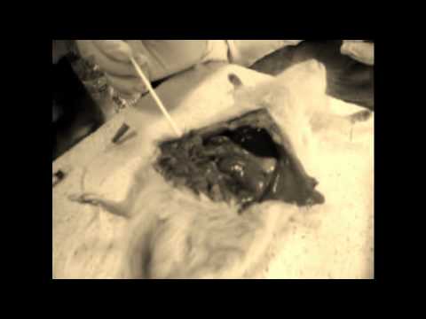 Mata Borrão - Confissão Perdição