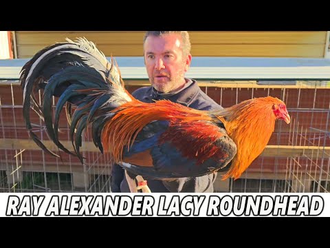 RAY ALEXANDER Lacy Roundheads Penny Hatch JGB MEXICO Juan Santos