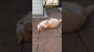 マイペースな野良猫#ショート #shorts #cat